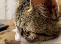 飼い猫の目の異常 飼い猫が 片目だけ目を細めます まるで眩しいような Yahoo 知恵袋