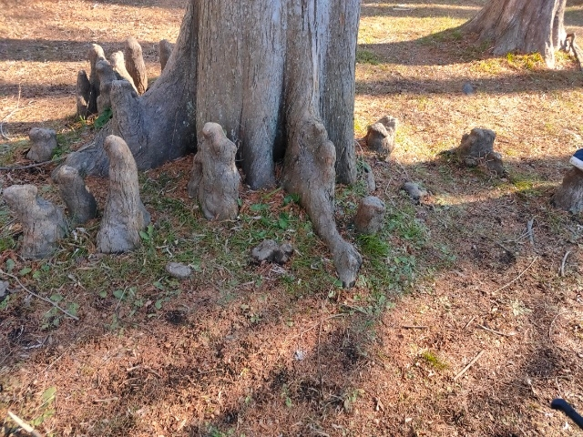 さいたま市内の公園で、変わった木を見つけました。 周辺でこの一本のみが、この様に根が柱のように立ち上がった形状なのですが、これって何なのでしょうか？ 木の病気ですか？