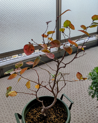 実付きブルーベリー苗買ってきました 丈は30cm 40cmほど Yahoo 知恵袋