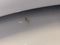 今日リビングのシーリングライトのカバー内にこんな虫がいました。
何という虫でしょうか？
大きさは6〜8mmぐらいです 