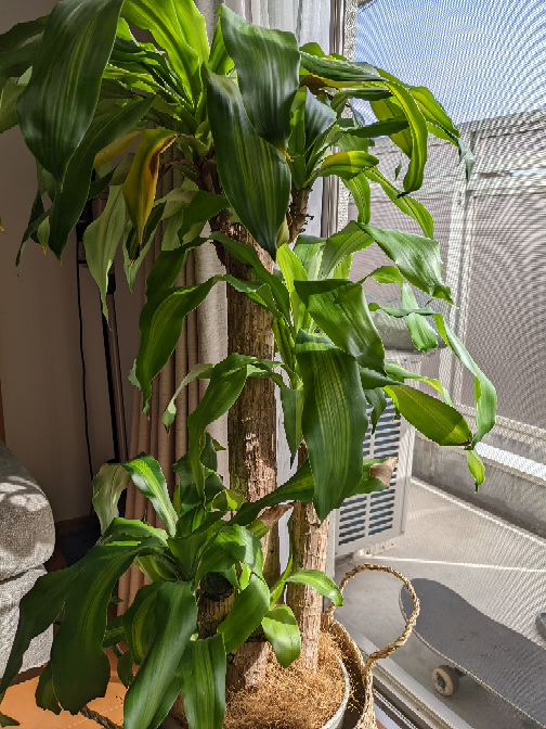 家の観葉植物が元気がない理由はなんですか。 - 日光浴もほぼ 