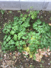 庭に生えてきたこの植物は何でしょうか 撮影日は1月で花は見た Yahoo 知恵袋