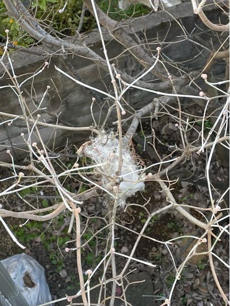 ベランダで鳥の声が聞こえたので庭のハナミズキの気を見てみたら、鳥の巣のようなものがありました。その時シジュウカラがいて、私に気づくと逃げてしまったのですが隣の家の屋根からこちらの様子を伺っているようで した。シジュウカラの巣なのかなと思って調べたのですが巣作りは3月下旬からとありどの鳥の巣かわからず… 木の幹が細く卵を産んだら落ちてしまいそうですがそもそもこれは鳥の巣なのでしょうか、鳥の巣だとしたらこの時期に巣を作る鳥を教えて頂けたらと思います。 よろしくお願いします。