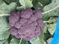 カリフラワーの収穫のタイミングが分かりません もう大丈夫でしょうか Yahoo 知恵袋