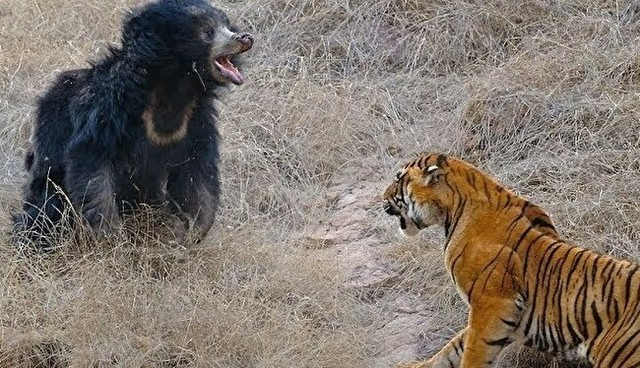 野生の虎と熊が遭遇しても、実はめったに戦わないのですか？ 警戒しあって . 森林地帯では、虎と熊の生息地はかぶっていることもそれなりにある。 そのために、虎と熊が腹を空かせている状況で遭遇することもまれに起こりうると。 もちろん、人間の視点ではどちらが強いか気になるところでしょう。 しかし、実は虎と熊は遭遇しても、お互いに警戒しながら威嚇しあうくらいで、戦いにまで発展することは滅多にない。 お互いに距離を取って離れていることがほとんだとか。 それは、野生肉食獣の本能で、互いに自身を殺しうる強敵だと悟るからだと。 たとえ相手をしとめてお腹いっぱい食べれるとしても、手足の指など一部でも噛み千切られるなど手傷を負ったら割に遭わないからだとか。 自然界ではろくに消毒も出来ず、傷が感染症になりそのまま死んでしまうことも珍しくないからだとも？ どうなのでしょう、これって真実なのですかね？ 総合的な体格が近い肉食獣同士、虎や熊などは滅多に戦わないのでしょうか。 よほどの空腹状態でもない限り。 野生肉食獣に関心のある方など、ぜひ皆様のご意見をお聞かせください。