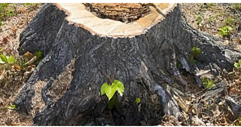 伐採した切り株から懸命に出ている木の芽のことの言い方を なんといいましたか忘れてしまいました。教えてください。 写真の借り場所：http://www.oniwa-help.com/