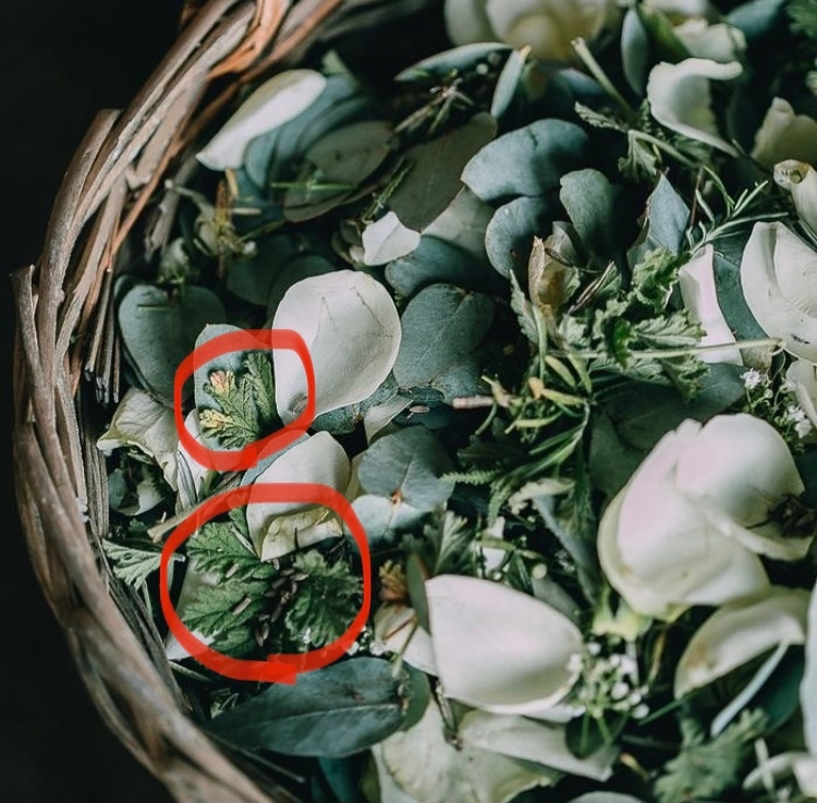結婚式で使うリーフシャワーを用意しているのですが、画像の葉っぱの種類が分かりません。 植物に詳しい方教えて下さい！