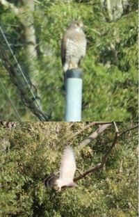 とてもかっこいい鳥を見たのですが どなたかなんという名前の鳥か知 Yahoo 知恵袋