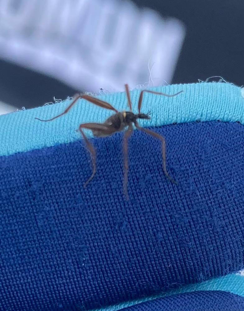 北海道の雪道にて発見しました。最初は蜘蛛かと思ってたんですが、足が6本でよく見るとサシガメのような顔をしていて背中に黄色い斑点が2個ほどありました。。この虫はなんて言う虫でしょうか？