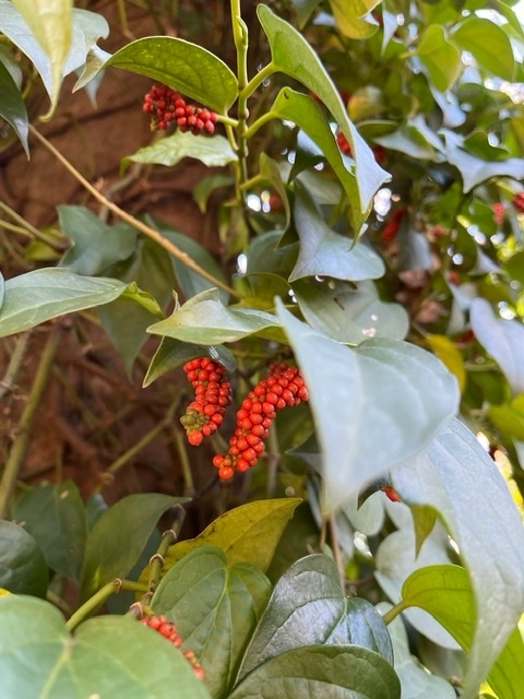 写真の植物の名前を教えてください！ 単に気になったので、赤い実の木で調べてるのですが、わかりませんでした。。