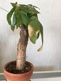 観葉植物のパキラの元気がないです 泣 水やりは毎朝1回 Yahoo 知恵袋