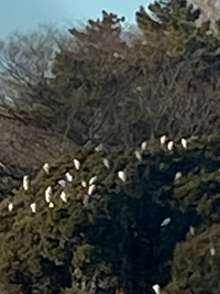 強運 １週間ちょい前位に車に尋常じゃないくらいの鳥のフンが付いていました 天 Yahoo 知恵袋