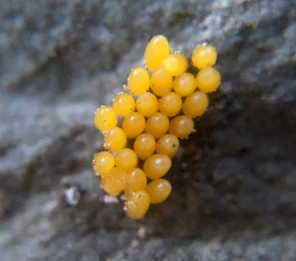 何の虫の卵でしょうか？岩に付いていた黄色い卵です。宜しくお願いします。