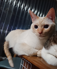 うちの子ですが これも茶トラ柄でしょうか 白トラ 柄名を知っ Yahoo 知恵袋