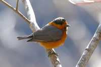 この鳥は何ですか Yahoo 知恵袋