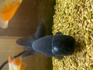 金魚の病気について教えてください 現在飼育している黒蘭鋳の頭に画像のよ Yahoo 知恵袋