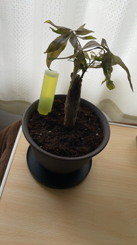 枯れかけのパキラについて1週間ほど前 100円ショップで枯れかけのパキ Yahoo 知恵袋