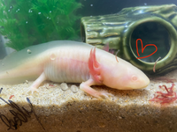 大至急 飼っているウーパールーパーなのですが 3日ほど前か Yahoo 知恵袋