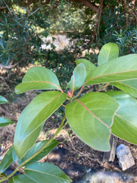 この木は何の木ですか タブノキですね 冬芽と葉の形 葉脈の感じが Yahoo 知恵袋