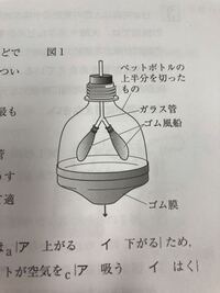 肺の作りについての実験について このゴム膜を矢印の方向 Yahoo 知恵袋