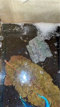 今2週間ぐらいオスとメスのベタを一緒に入れてるのですが 泡巣 Yahoo 知恵袋