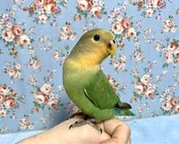 関東から東海地方辺りでコザクラインコのオレンジフェイスノーマ Yahoo 知恵袋