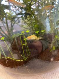 メダカの白点病についての質問です お店で飼っているメダカの約半数 Yahoo 知恵袋