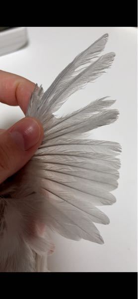 文鳥の換羽につきまして 現在生後8ヶ月前後の文鳥♂が換羽中？です。 翼部分の羽根がすこしと、背中側の羽根が大量に抜けており、時期も時期なのでストレス等も考えたのですが新しい羽根も生えて来ているようなので恐らく換羽だと思われます。 そのせいなのか、翼の部分の羽根を非常にかゆがります。 翼部分を頻繁に噛んでおり、生えて来ている新しい羽根が既にボロボロです…羽繕いのたびギシギシギシと羽の痛む音が聞こえます。 羽を畳んだ状態でも非常にパサパサしてるように見えます、病院に行こうと思うのですが（恐らく）換羽中なので余計に体力を使わせることもしたくなく… 緊急性がなければ落ち着いてから病院に行きたいのですが、ダニや寄生虫の可能性はありますでしょうか。 ぱっと見ですが赤いダニは確認できず、羽繕い後も落ちているのは羽と白い粉のみです。 食欲もありフンもたくさんし特に水っぽいだとかへんな様子はありません、あくまで素人目ですが… 添付してある写真の通り、かなりパサパサです、途中で切れている羽はお迎え時にクリッピングされていたものです、身体側の羽も突いている様ですが、クリッピングされていた羽先が特に……よくやく飛べるようになると思ったのですが… また、抜けてる羽は根本から？抜けていますし新しい羽もチクチクと生えて来ているので換羽だと思っているのですが、ボロボロの羽の状態から毛引き等の可能性はありますでしょうか。 背中と、特に重点的に翼を噛んでおり胸〜お腹部分はフサフサです。 餌はシードとペレット（ズプリームのフルーツブレンド）とボレー粉、エクセルの葉緑素（粉のやつ）、ネクトンSを与えています。 お風呂は嫌いではなく、恐らく1日に2回は入ってます。 血色が悪そうな所もなく、足もツヤツヤで足取りもしっかりしてます。 お力添えのほど、何卒よろしくお願いします