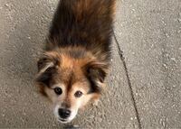 この犬はなんて言う種類ですか 雑種だと思いますシェルティは はい Yahoo 知恵袋