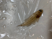 このイカ のような生物 何かわかりますでしょうか 楽天で買ったホタルイ Yahoo 知恵袋