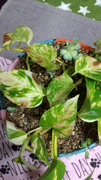 ポトスの葉が次々と茶色くなっていきます 他の方のご質問を見ていると根腐 Yahoo 知恵袋