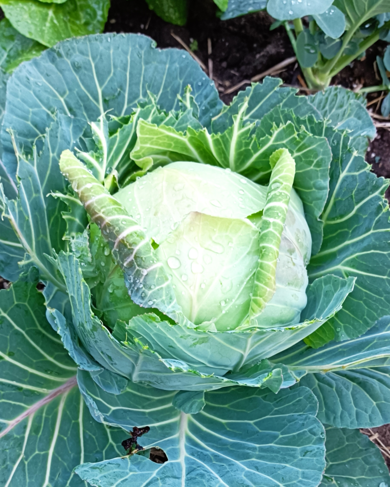 至急 キャベツの葉を食べる虫や鳥についてです 今日の朝はキャベ Yahoo 知恵袋