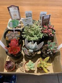 今日お店で多肉植物を買ったのですが この寒い時期はまだ庭に植えないでこ Yahoo 知恵袋