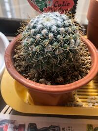 このサボテンは元気がないのでしょうか 色が薄いです Yahoo 知恵袋