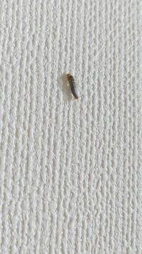 これはゴキブリの幼虫ですか ゴキブリ幼虫では有りません 紙魚 シ Yahoo 知恵袋