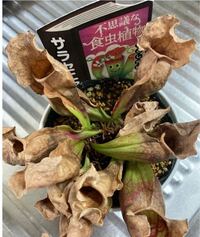 サラセニアの花芽についてサラセニアの花芽は種を採取しない場合 切り取った Yahoo 知恵袋