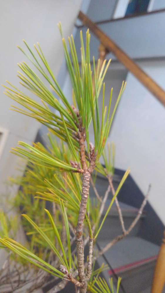 添付画像の松 の正式名称を教えて下さい 赤松 と言い切ら Yahoo 知恵袋