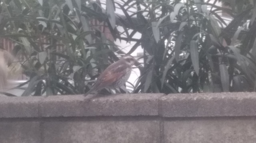 数日前から庭にスズメと一緒にいます 鳥の名前を教えてください Yahoo 知恵袋