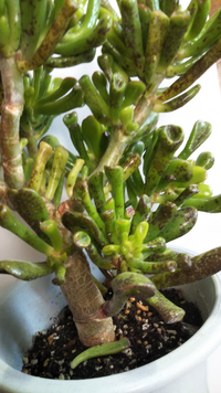 多肉植物です 去年11月にお迎えしたゴーラムですが 寒くなっ Yahoo 知恵袋