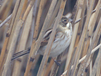 この鳥はカシラダカとオオジュリンのどちらでしょうか 千葉県柏市の Yahoo 知恵袋