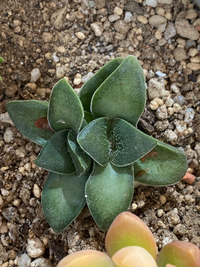 多肉植物の名前を教えて下さい ホームセンターで見切り品コーナーにありま Yahoo 知恵袋