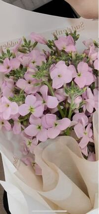 この花の名前は何といいますか ご存知の方よろしくお願いします Yahoo 知恵袋