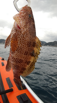 釣りエサに付いて 魚はアミノ酸を好むらしいですが アミノ酸 味の素に漬け込むの Yahoo 知恵袋