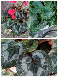 シクラメンの葉に白い粉がついていました これはうどん粉病でしょうか 日中 Yahoo 知恵袋