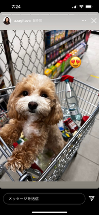 ザギトワ選手の飼っているこのワンちゃんの犬種を教えていただき Yahoo 知恵袋