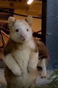 この可愛い生き物はなんで名前ですか キノボリカンガルーの仲間です Yahoo 知恵袋
