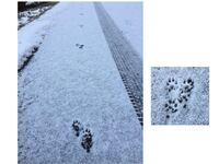 動物詳しい方 教えてください この足跡は 何の動物ですか 歩幅8 Yahoo 知恵袋