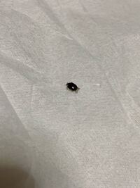 初めまして 写真の虫について質問です Googleで調べたらカツ Yahoo 知恵袋