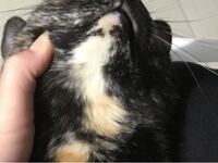 猫の毛色についてです 身体も顔も手も足もシッポも亀のべっ甲のようなサ Yahoo 知恵袋