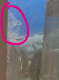 海水水槽にゼリー状の塊があり バイオフィルムかなと思いました Yahoo 知恵袋